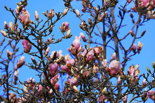 盛开的玉兰花枝