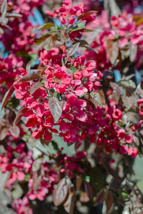 艳丽红花卉特写