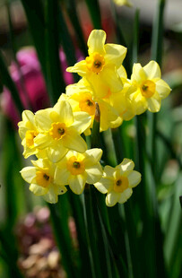 绽放的黄色水仙花