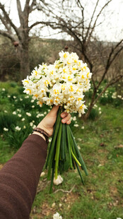 手捧美丽水仙于绿意间