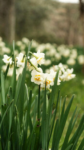 春日绽放的美丽白色水仙