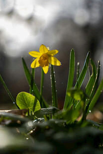 春日绽放的黄色小花