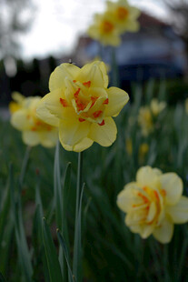 绽放的黄色水仙花