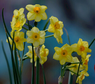 绽放的黄色水仙花