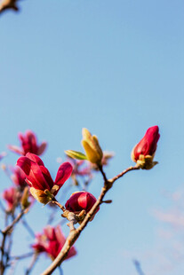 枝头绽放的娇艳玉兰花