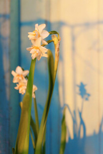 窗前绽放的淡雅水仙花
