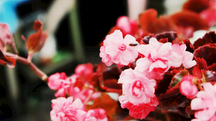 娇艳欲滴的粉色花卉绽放