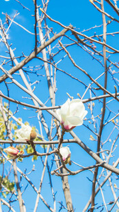 枝头绽放的洁白花朵