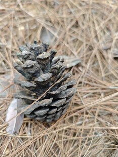 地面上的松果特写