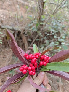 手捧红果的野外植物景象