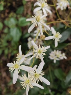 白色小花绽放于绿叶间