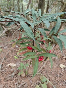 山林中带红果的绿色植物