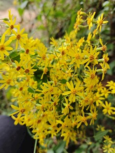 金黄灿烂的一枝黄花