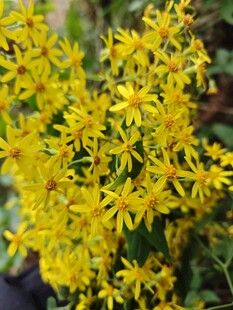 金黄灿烂的小野花