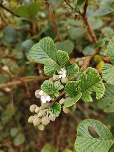 绿叶间的白色果实