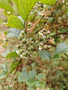 枝头桑葚初长成