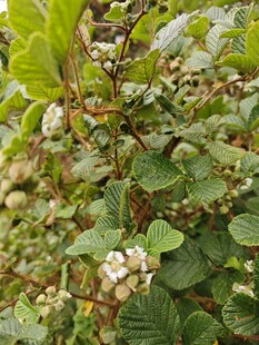 绿叶间的白色小花