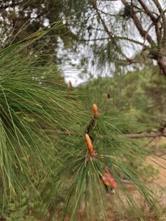 松树枝干上的新生松果