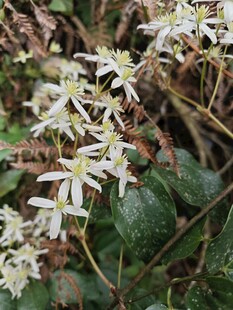 白色小花绽放于绿叶间