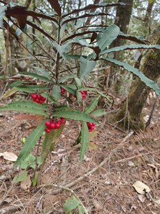 林间红果植物特写