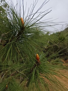 松树枝头的新生松果