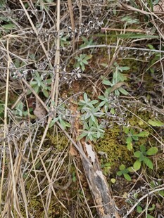 草丛中的自然景象