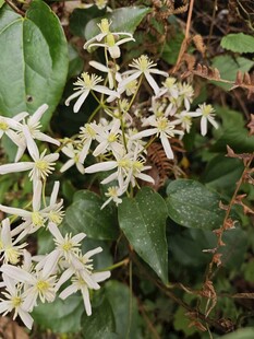 白色小花植物特写