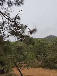 山林间的松树枝桠景色