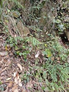 茂密丛林中的多样植物