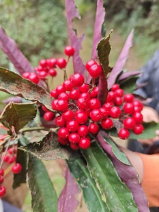 红果绿叶植物特写