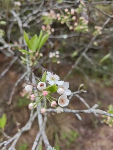 枝头绽放的白色小花