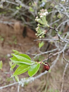 枝头绿叶与红果