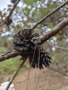 树枝上的松果