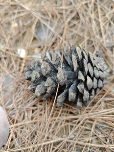 地面上的松果特写
