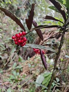 山林中红果枝