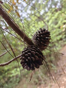 树枝上的松果特写