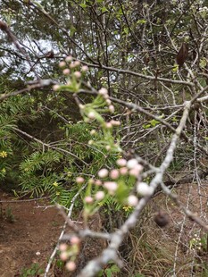 带果实的带刺枝条特写