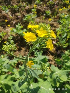 田野中的黄色油菜花