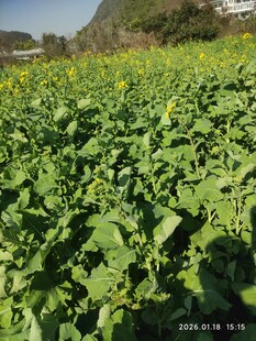 绿色农田  生机勃勃的景象