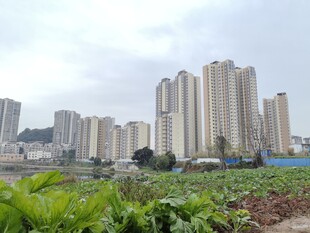 城市高楼旁的田园风光