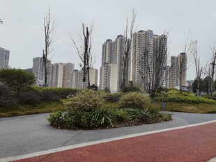 城市道路旁的绿植与高楼