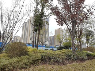 城市中绿植环绕的景观区域