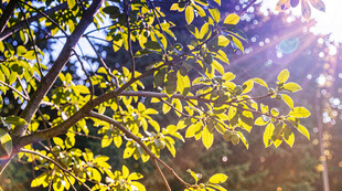 阳光洒落林间嫩绿树叶