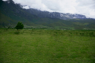 草原孤树与远山美景