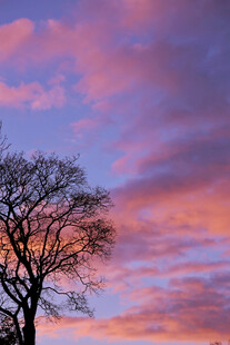 夕阳下的孤树与绚烂云霞