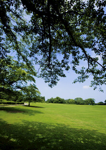 绿荫下的开阔草地风光