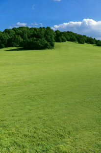 广袤绿草地与远处葱郁树林