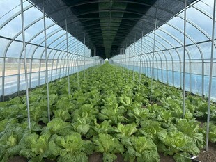 温室中的鲜嫩蔬菜种植