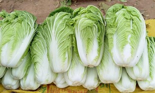新鲜小白菜整齐摆放