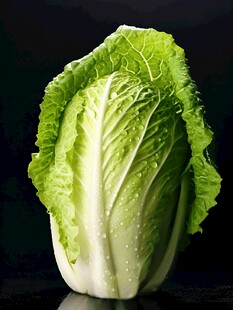 新鲜大白菜